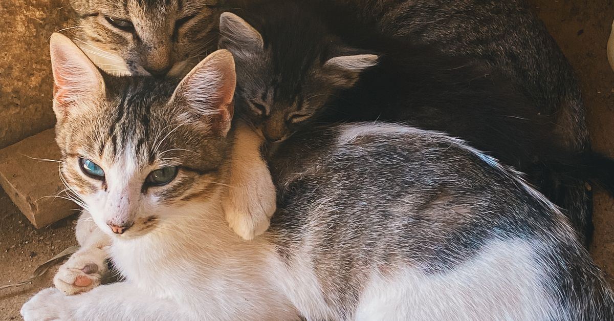 有关一群小猫, 一群猫, 一起, 三只猫, 依偎猫, 冷靜, 动物家庭, 动物行为, 动物陪伴, 動物攝影, 南美洲, 友好的动物, 可愛的動 ...