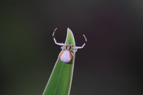 Darmowe zdjęcie z galerii z bezkręgowiec, biologia, chrząszcz