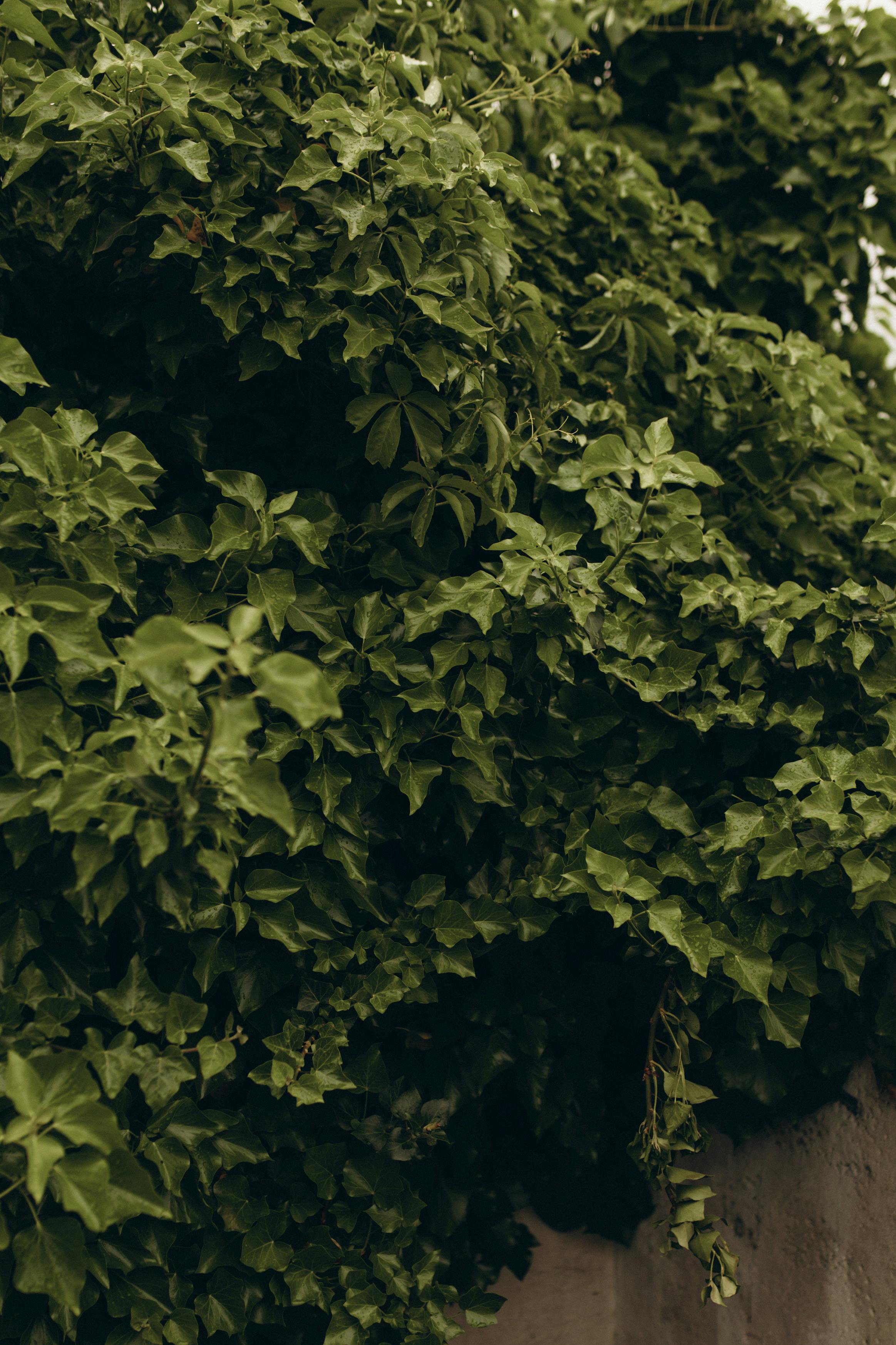 Gratis Foglie Verdi Dell'albero Foto a disposizione