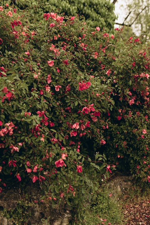 A bush with pink flowers in the middle of a green field