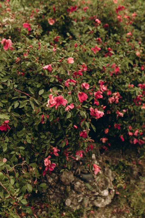 Free A vibrant bush of pink flowers set in a lush garden, captured in a vertical orientation. Stock Photo
