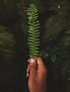 手握绿色蕨类植物叶子的特写，四周绿叶葱茏