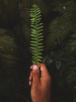 手握绿色蕨类植物叶子的特写，四周绿叶葱茏