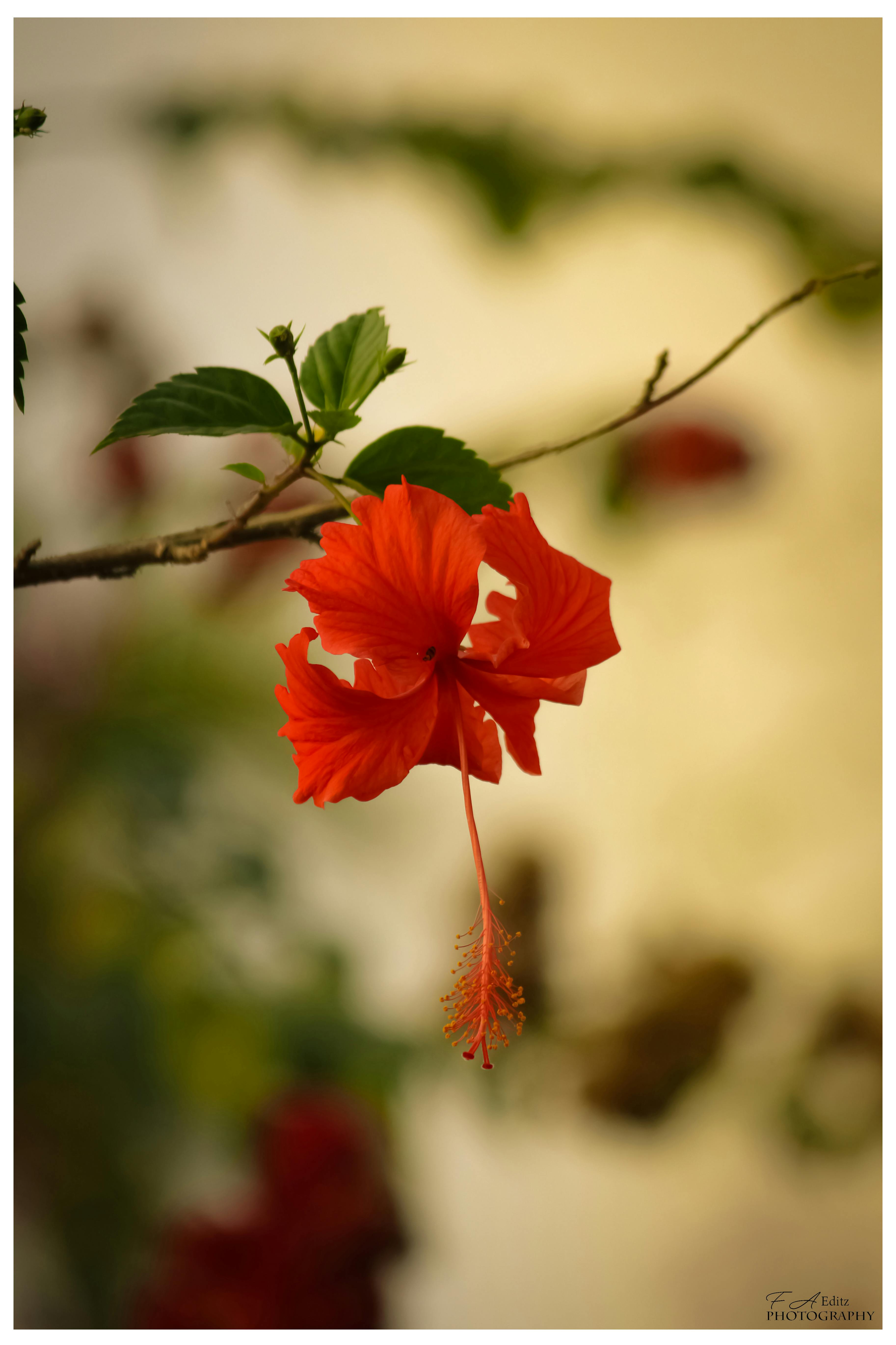30+ Download Gambar Bunga Cantik Dan Indah - Gambar Bunga ...