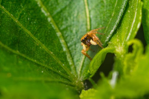 무료 갈색 거미의 얕은 초점 사진 스톡 사진