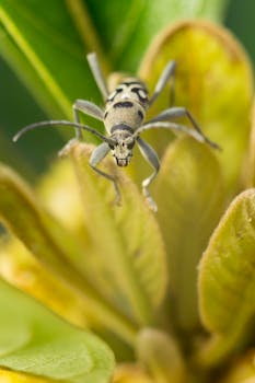 一张长角甲虫栖息在充满活力的叶子上的宏观细节图像，拍摄于自然光下