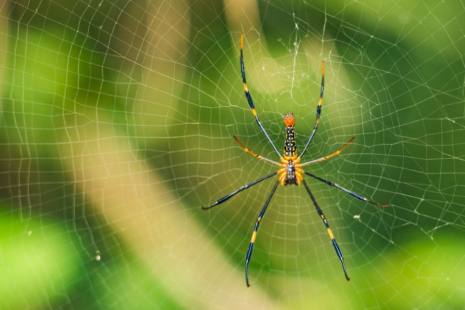 Brown Araneus Cavaticus Barn Spider · Free Stock Photo