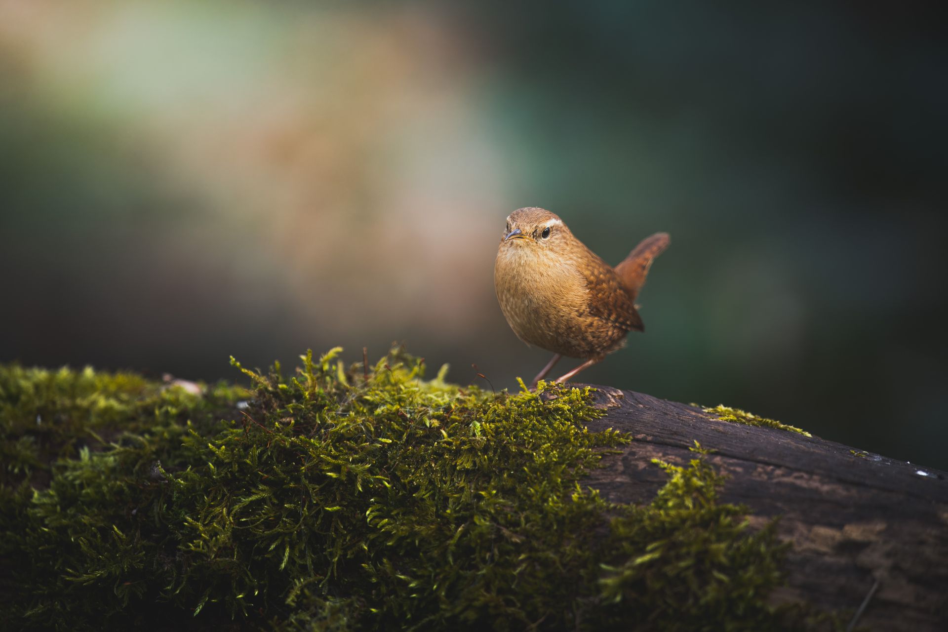 Eurasian wren perched on a moss-covered log in a forest setting, showcasing its natural habitat.