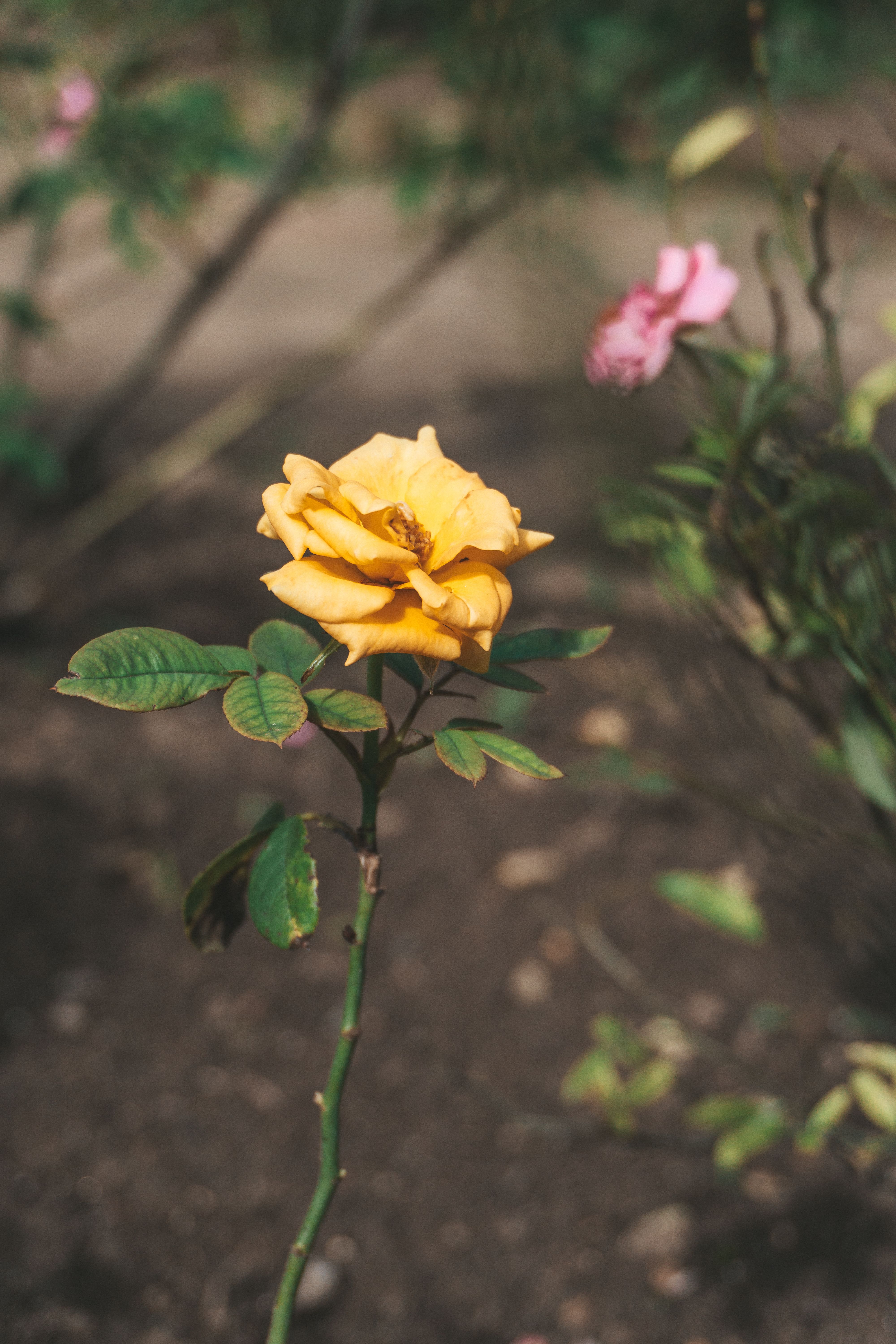 Close-up of a Yellow Rose Growing in a Garden · Free Stock Photo