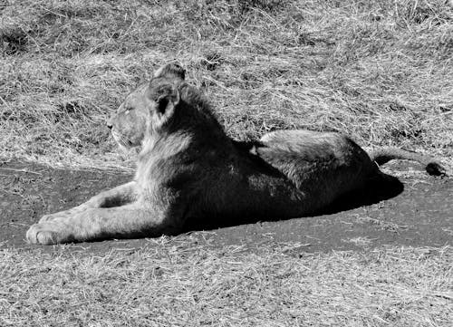 Photos gratuites de espace extérieur, faune, lion