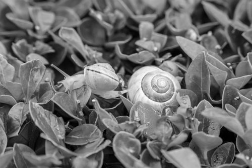 Free Monochrome image of snails crawling over dense ground cover in a natural setting. Stock Photo