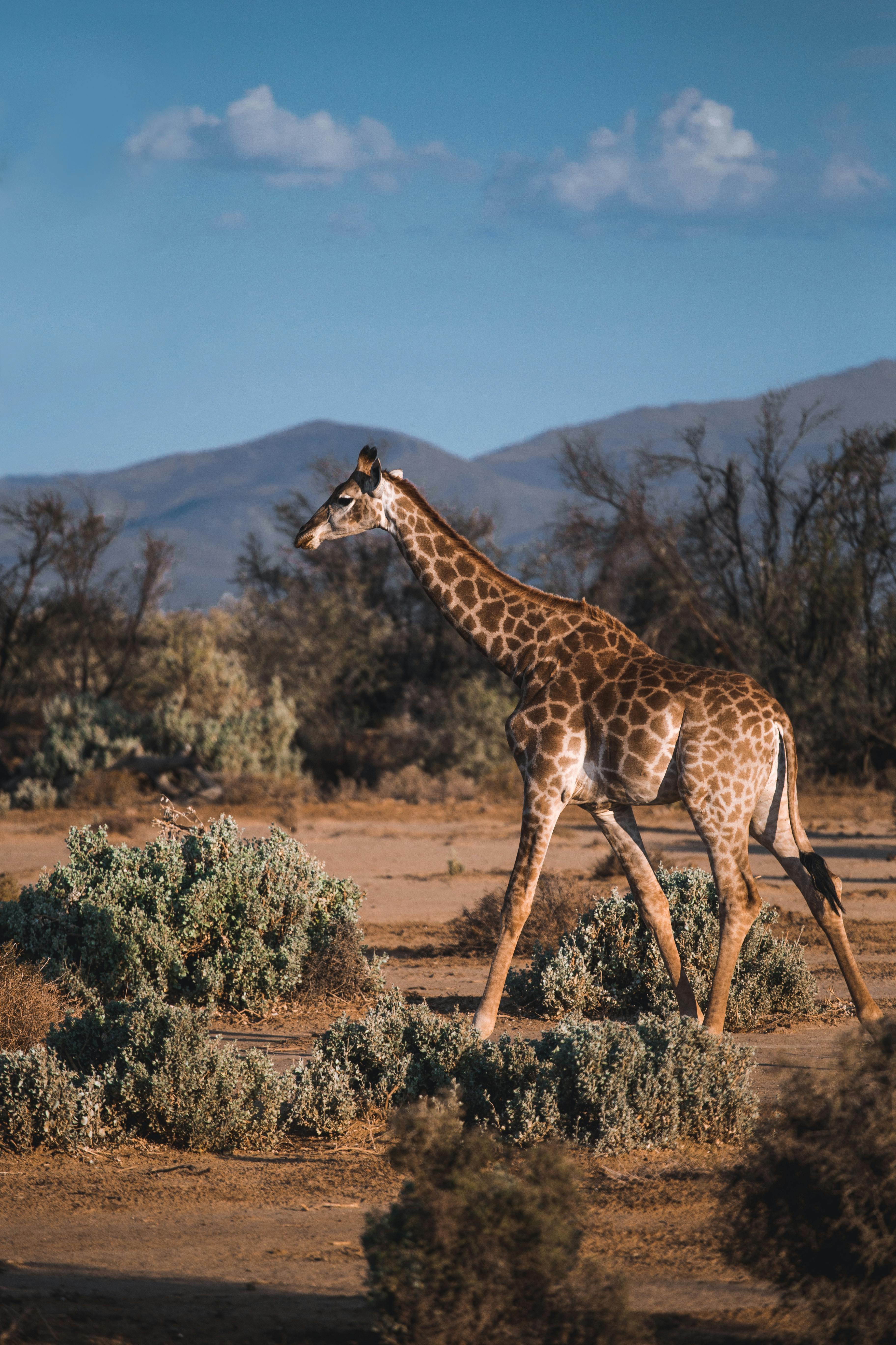 Photo Of Of Baby Giraffe Walking · Free Stock Photo