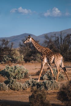 一只长颈鹿优雅地走过非洲大草原，四周灌木和树木环绕，正值白天