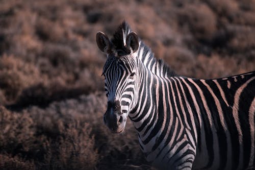 Селективный фокус фотографии зебры