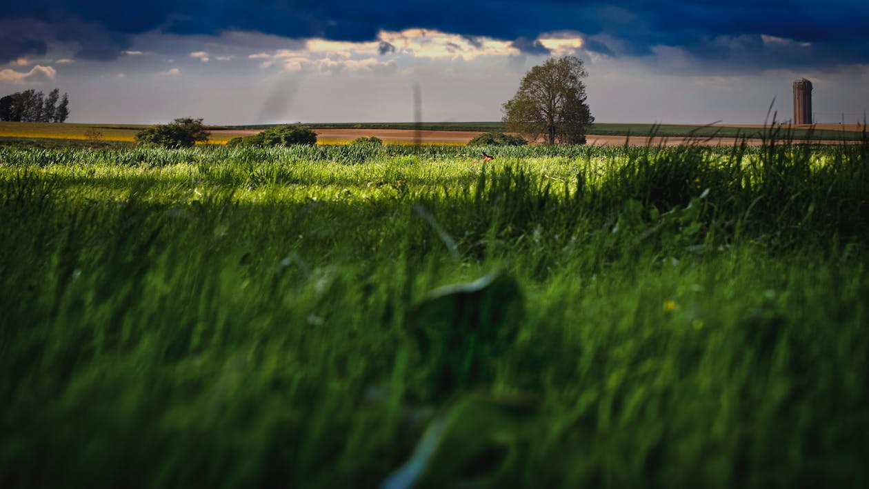 Free Green Grass Field Stock Photo