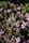 thyme