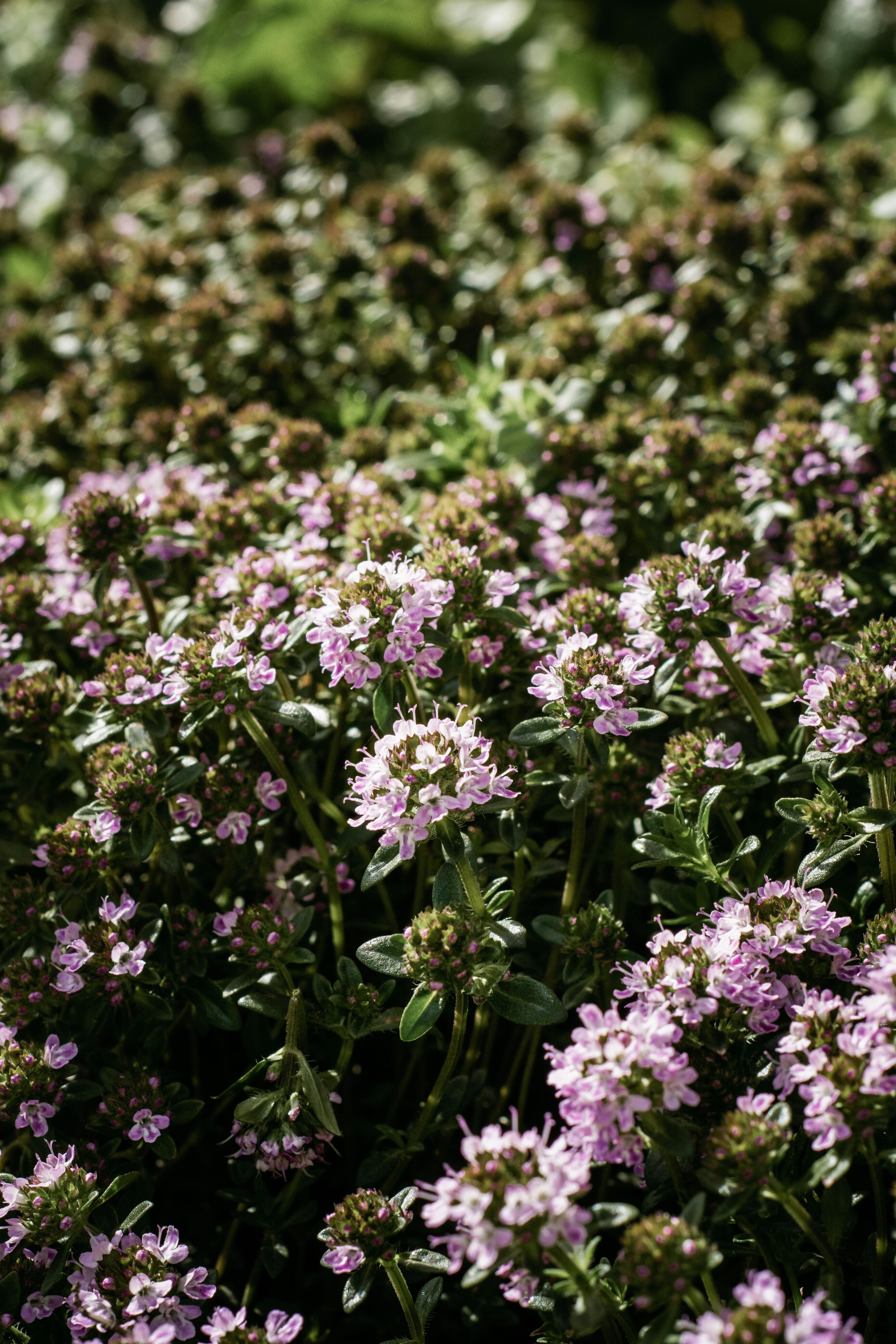 Poisonous Purple Flowers Photos, Download The BEST Free Poisonous