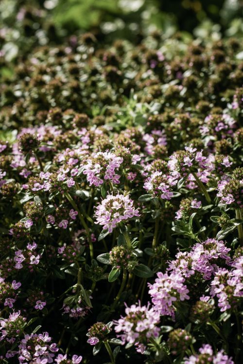 Free Close-up of purple wildflowers in a sunny meadow showcasing vibrant nature. Stock Photo