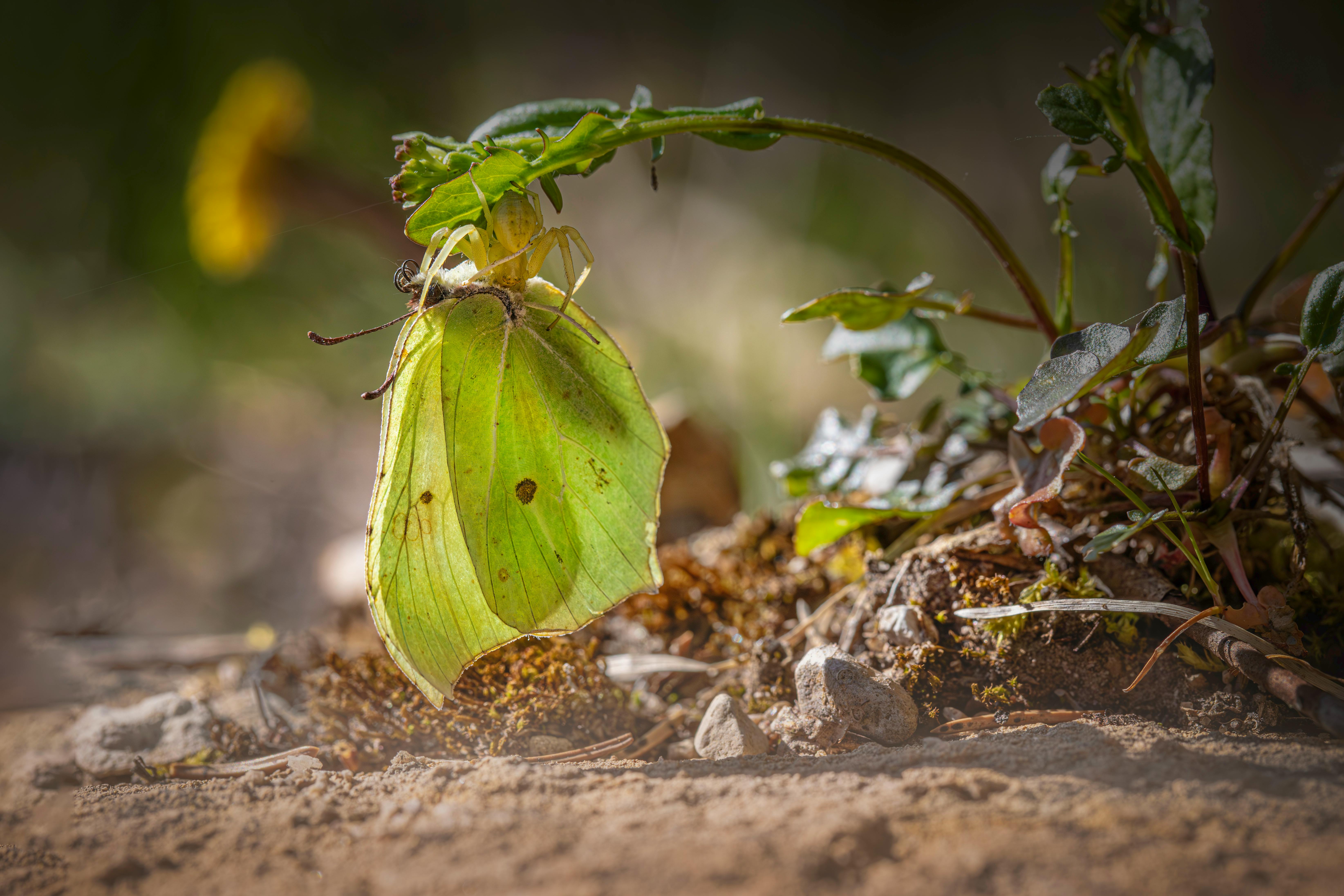 Macro photograph of a Common Brimstone butterfly blending in with foliage.
