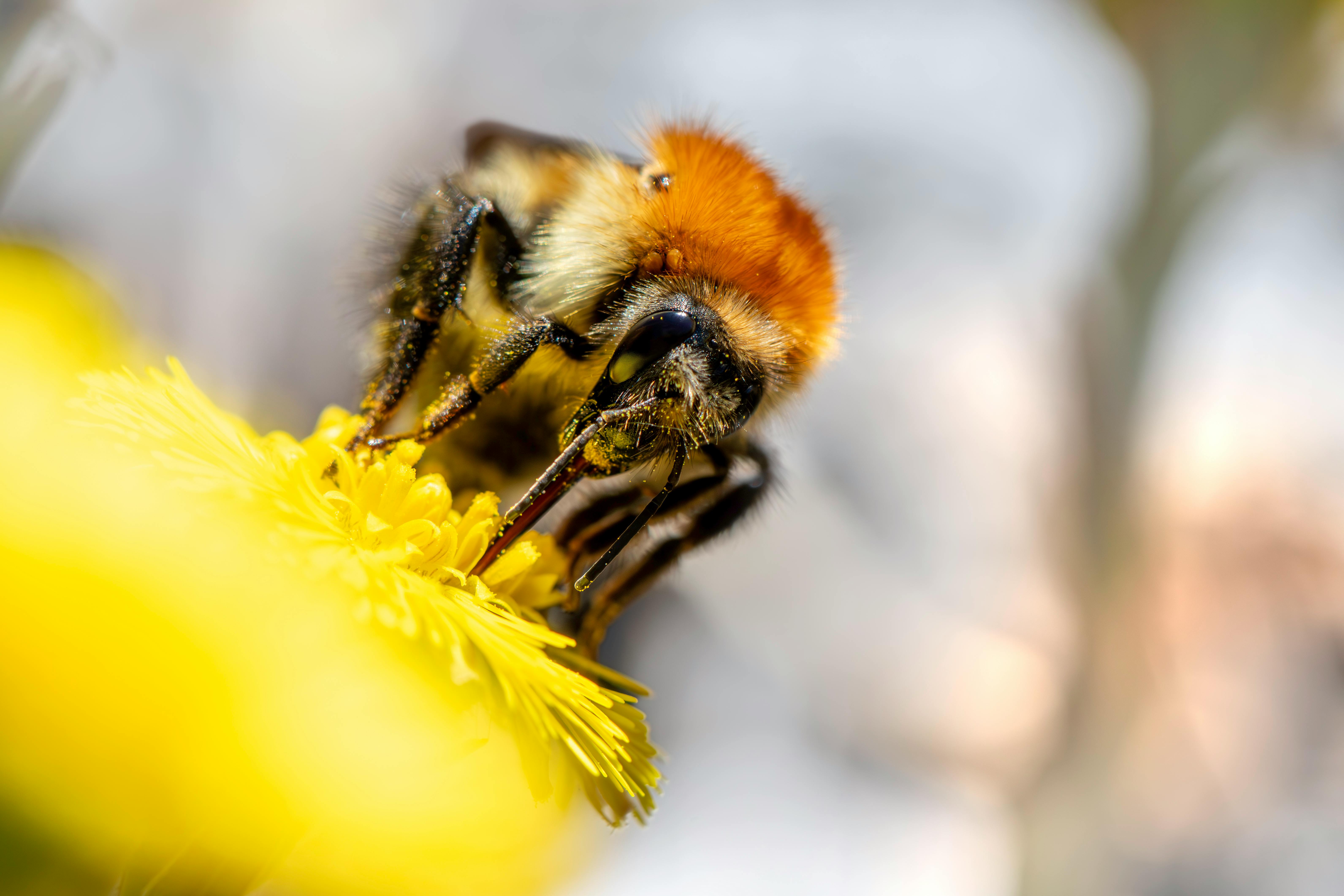 A detailed image of a bee pollinating a bright yellow flower, showcasing nature's beauty.