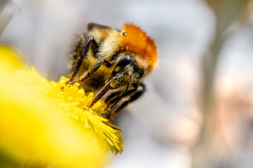 Imagine de stoc gratuită din albină, animal, bombus