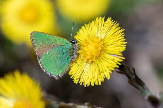 Green hairstreak butterfly perched on a vibrant yellow flower in a sunny meadow.