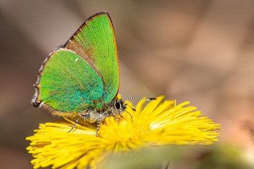 A green butterfly sitting on a yellow flower