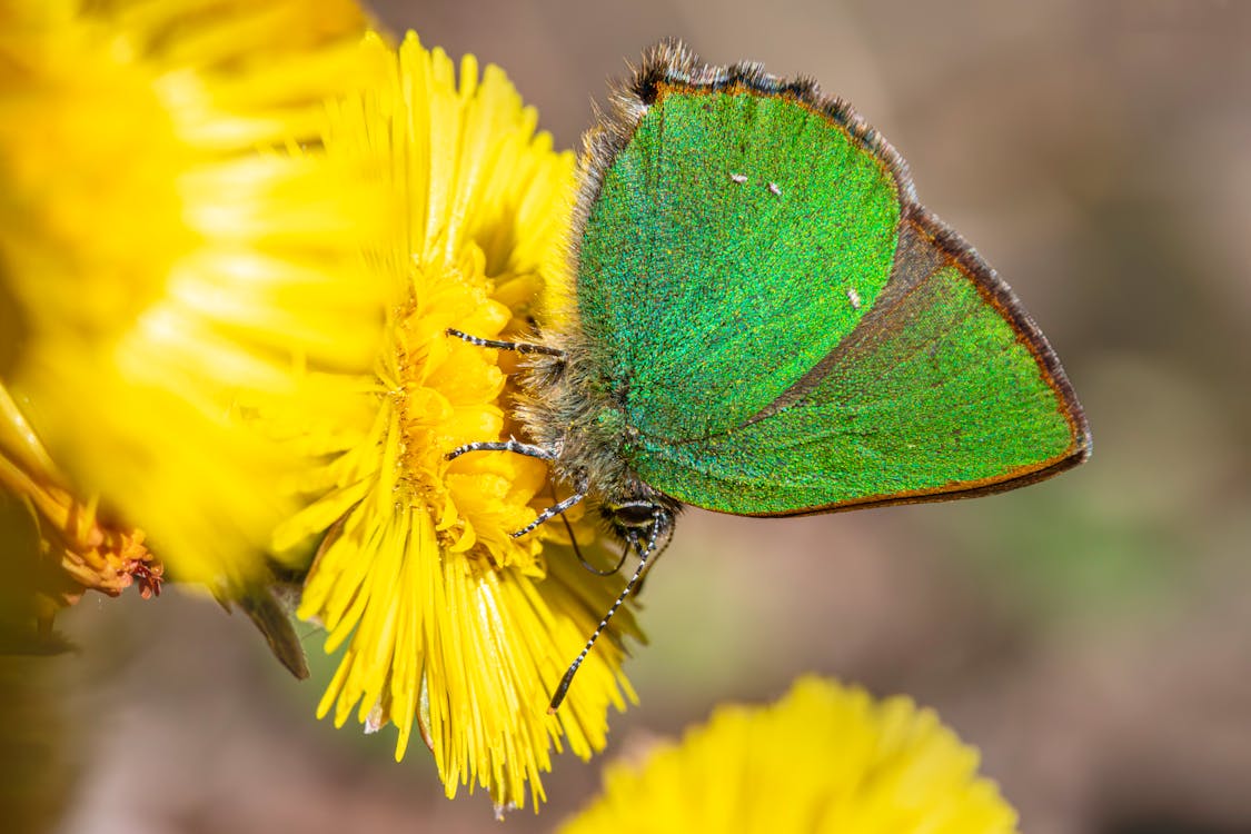 A green butterfly sitting on top of yellow flowers