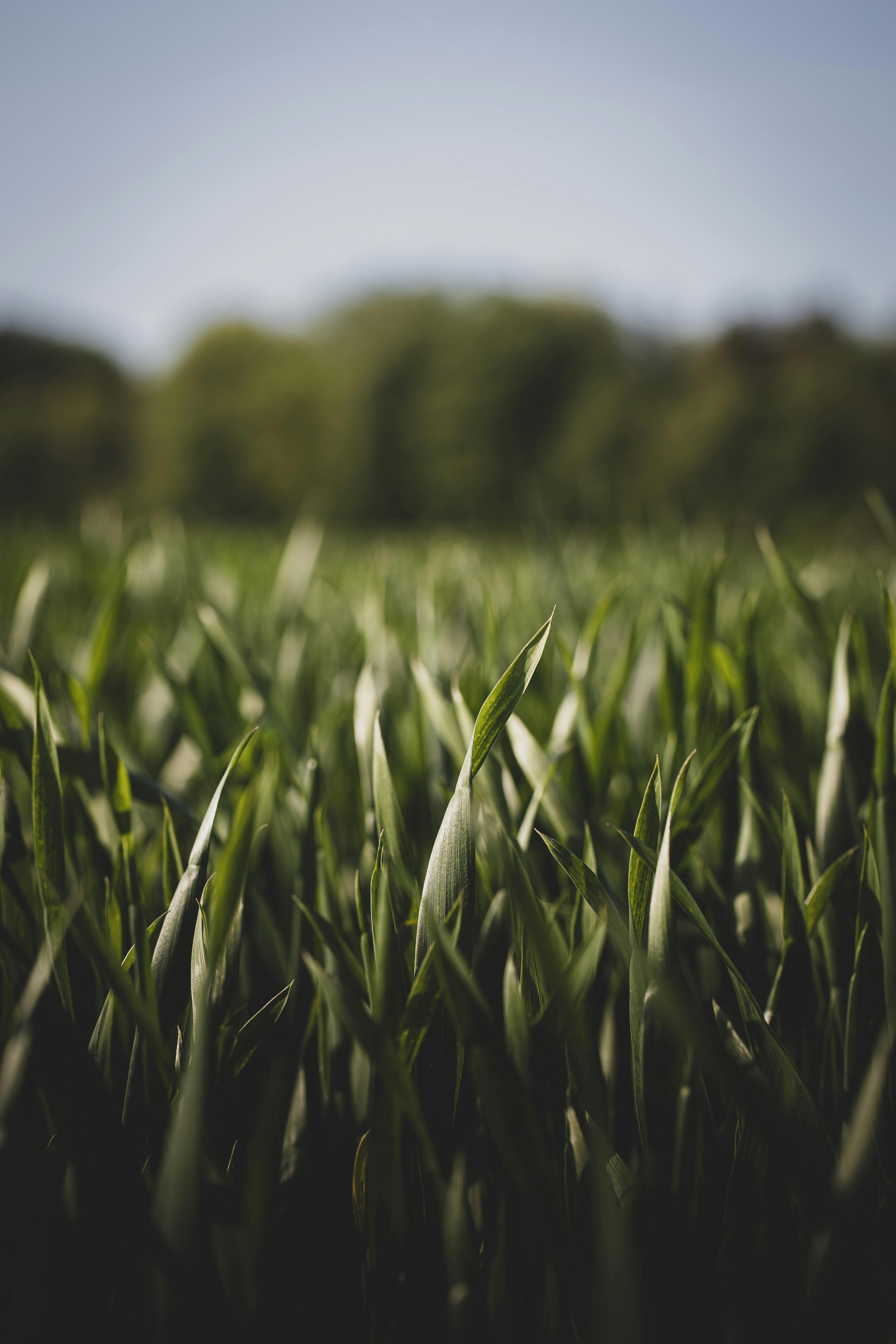 Agricultural Photos Download The BEST Free Agricultural Stock Photos  HD  Images