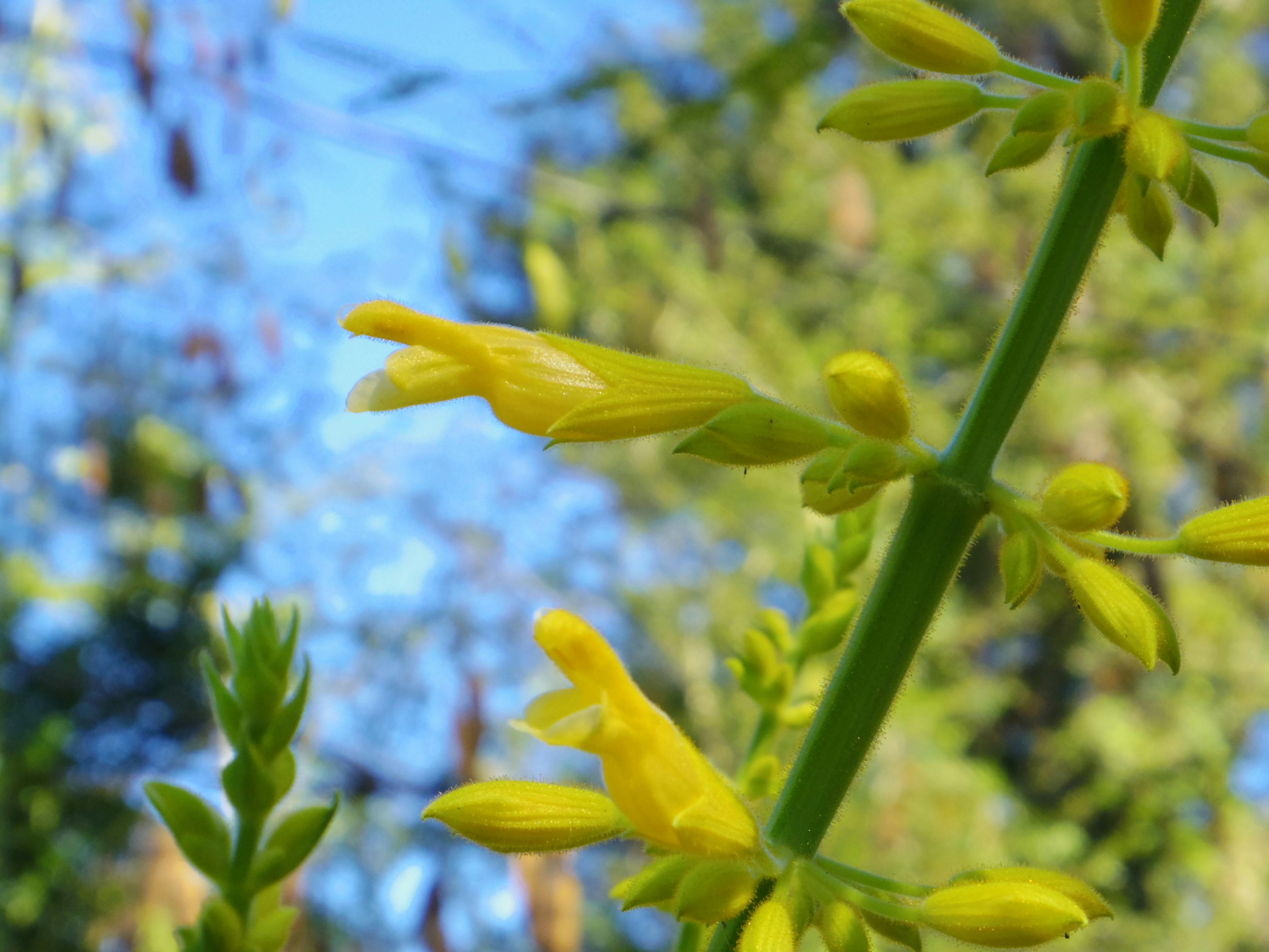 Free stock photo of Chipilin, Crotalaria longirostrata, trifoliate leaves