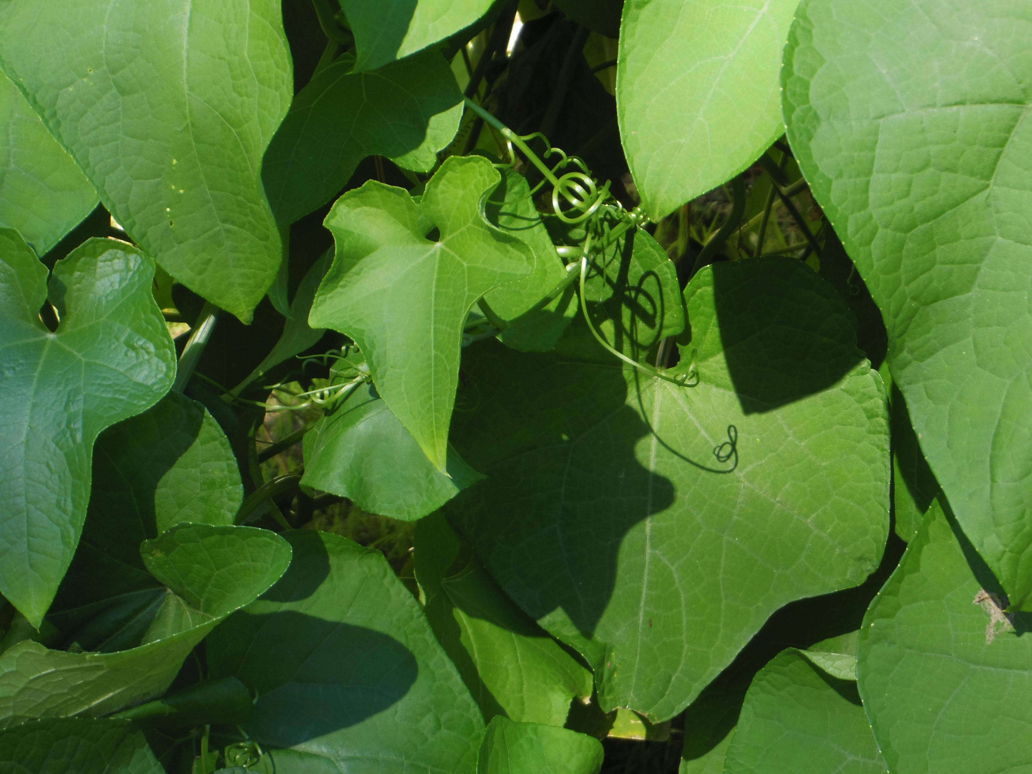 Free stock photo of chayote, Mexican squash, plant leaves and tendrils