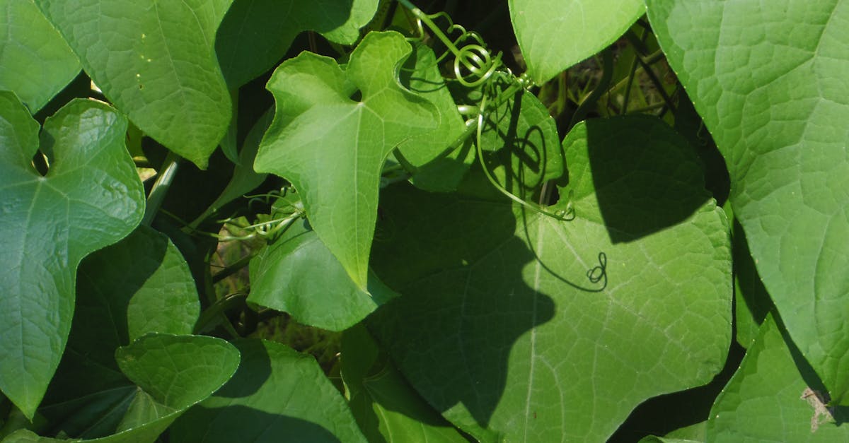 Free stock photo of chayote, Mexican squash, plant leaves and tendrils