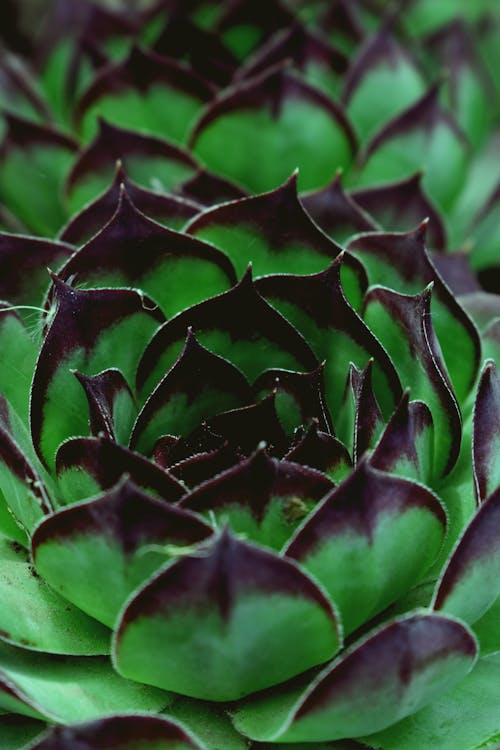 Green and Black Leaf Plant