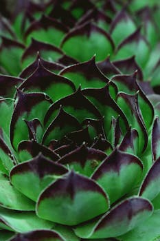 一株绿色多汁植物的特写，叶片边缘泛着紫色，展现出大自然错综复杂的图案