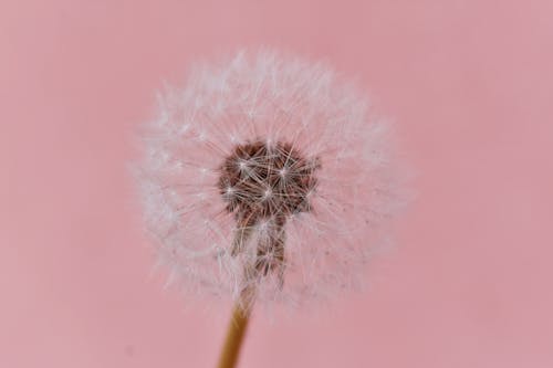 Foto De Close Up Dente De Leão Contra Um Fundo Rosa