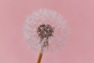 粉红色背景上，蜻蜓种子的特写凸显了脆弱与优雅