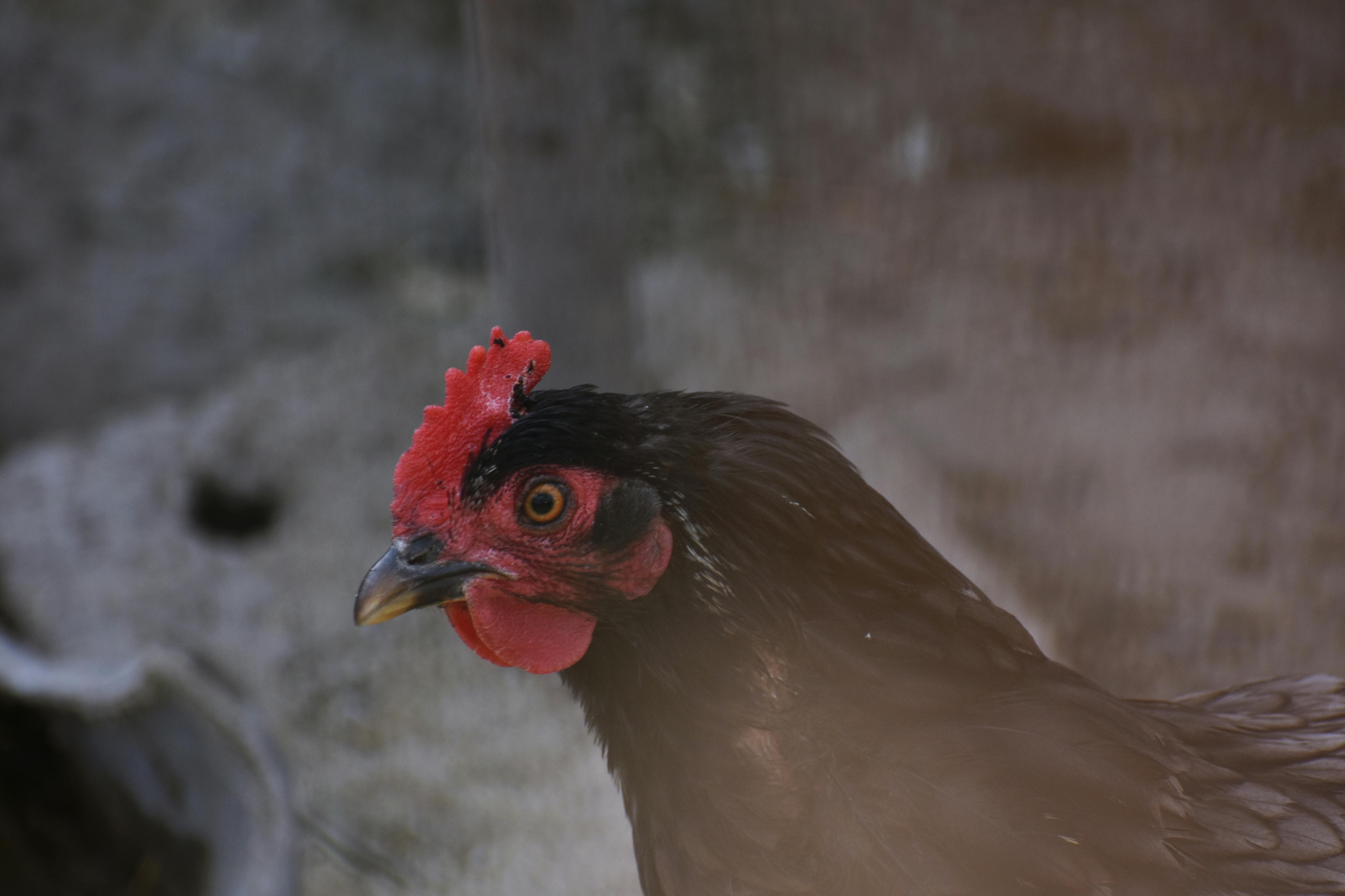 close up photo of a black chicken