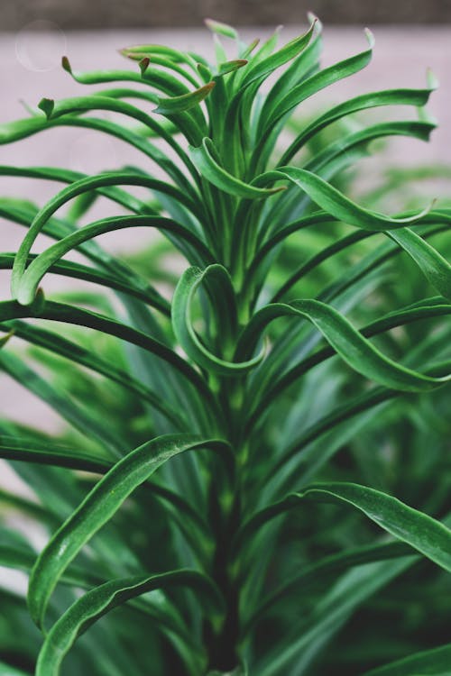 Planta De Folha Verde