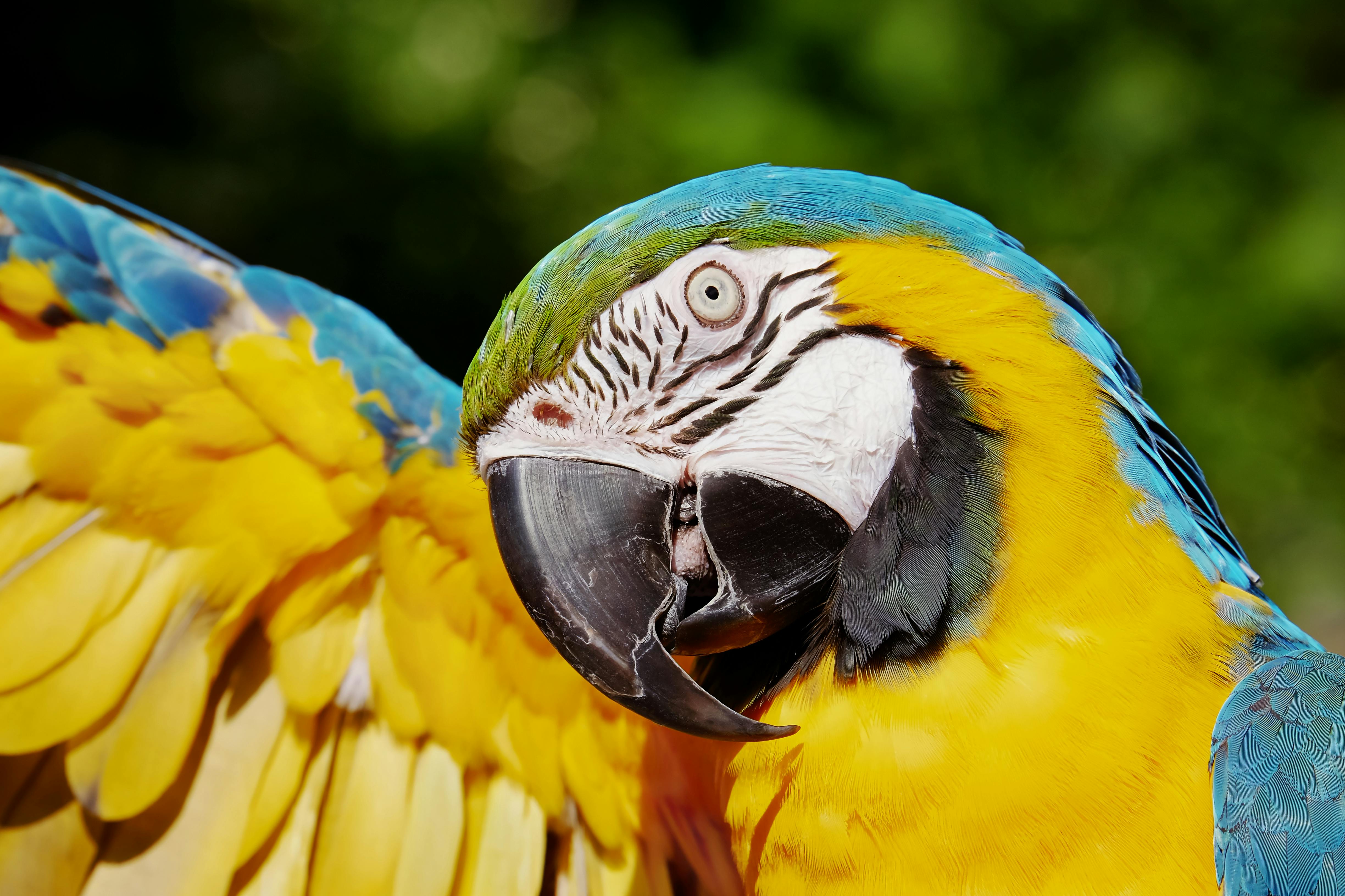Close Up Photo Of A Yellow And Blue Macaw · Free Stock Photo