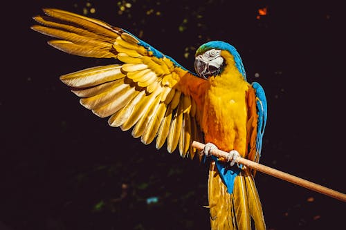 黃色和藍色的金剛鸚鵡，張開翅膀棲息在一根木棍上的照片