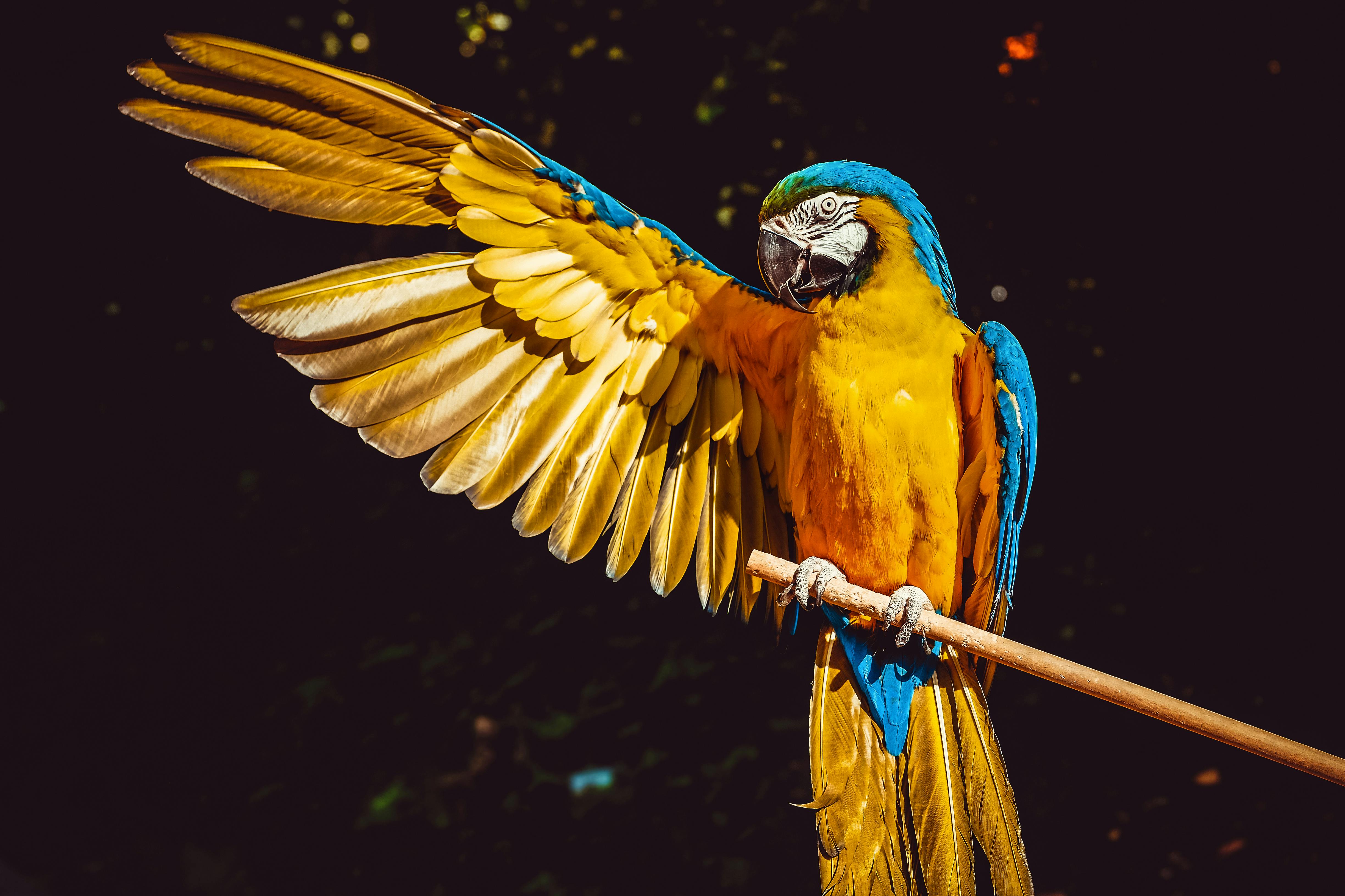 Photo of Yellow and Blue Macaw With One Wing Open Perched on a Wooden ...