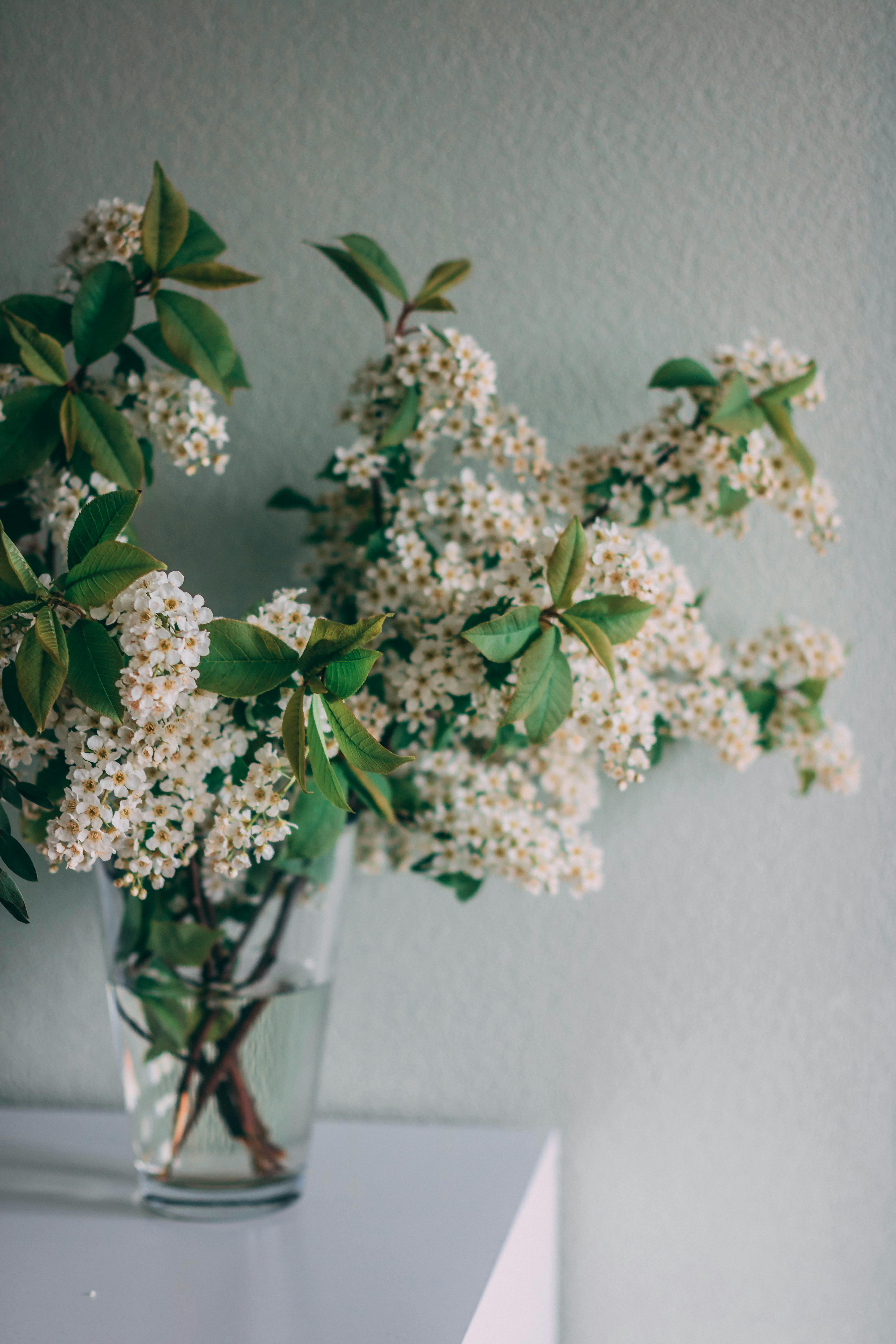 透明的玻璃花瓶里插着美丽的白色花朵，放在极简主义的桌子上