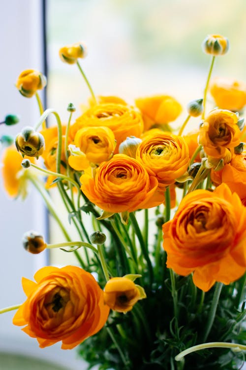 노란색 주황색 꽃 꽃
