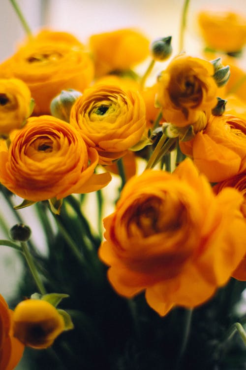 Free Close-up Photo of Yellow Garden Roses Stock Photo