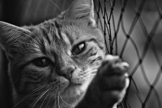 一张黑白特写中，一只斑猫的脸靠在铁丝网上