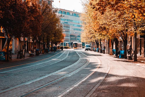 Gratis lagerfoto af appelsin, avenue, blad