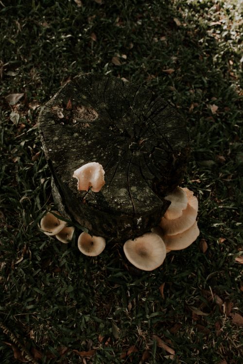 Free Cluster of wild mushrooms on an aged tree stump amidst green grass, captured from above in natural light. Stock Photo