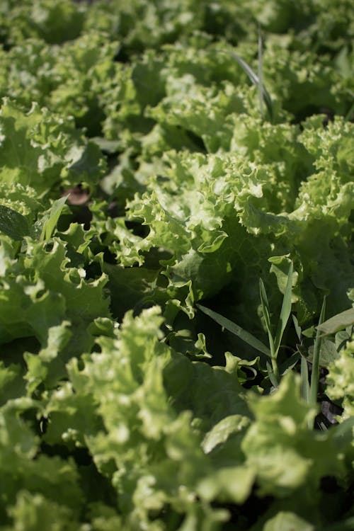 Free Close Up of Green Lettuce Stock Photo
