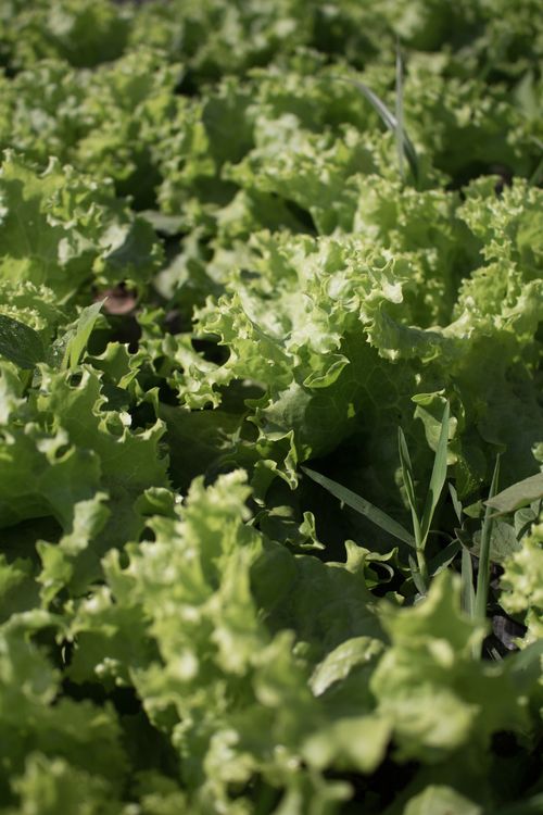 Free Close-up of fresh green lettuce leaves growing in a sunlit outdoor field, showcasing vibrant textures. Stock Photo