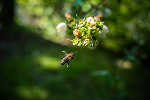 A bee is flying over a bush with flowers